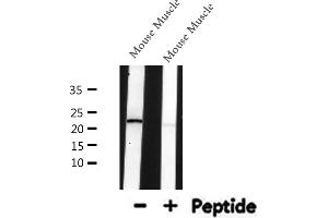 Western blot analysis of SM22 alpha expression in Mouse Muscle lysate (Transgelin anticorps  (C-Term))