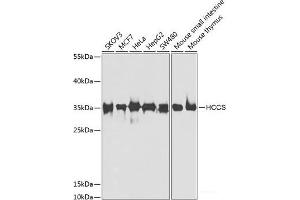 Western blot analysis of extracts of various cell lines using HCCS Polyclonal Antibody at dilution of 1:1000. (HCCS anticorps)