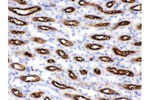 Anti- SLC12A1 Picoband antibody, IHC(P) IHC(P): Mouse Kidney Tissue (SLC12A1 anticorps  (N-Term))