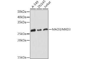 Western blot analysis of extracts of various cell lines, using M/MXD3 Rabbit mAb (ABIN7268429) at 1:1000 dilution. (MXD3 anticorps)