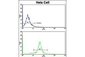 Flow cytometric analysis of hela cells using GOLPH3 Antibody (N-term)(bottom histogram) compared to a negative control cell (top histogram).