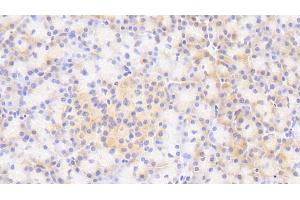 Detection of SCG3 in Human Pancreas Tissue using Polyclonal Antibody to Secretogranin III (SCG3) (SCG3 anticorps  (AA 20-468))