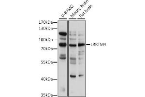 Western blot analysis of extracts of various cell lines, using LRRTM4 antibody (ABIN7268224) at 1:1000 dilution.