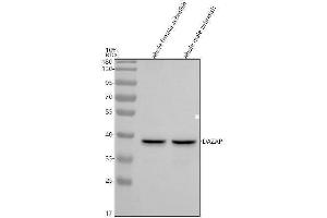 Western blot analysis of DAZAP1 using anti-DAZAP1 antibody (AZQ29R83).