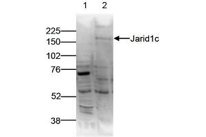 Western Blot of anti-Jarid1c antibody Western Blot results of Rabbit anti-Jarid1c antibody.