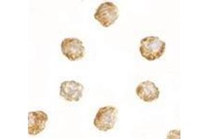 Immunocytochemistry of DNAL1 in 3T3 cells with AP30294PU-N DNAL1 antibody at 2.