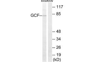 Western Blotting (WB) image for anti-GC-Rich Sequence DNA-Binding Factor 2 (GCFC2) (Internal Region) antibody (ABIN1851368) (GCFC2 anticorps  (Internal Region))