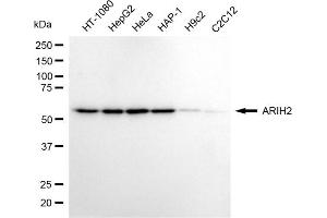 anti-protein ariadne-2 homolog (ARIH2) antibody