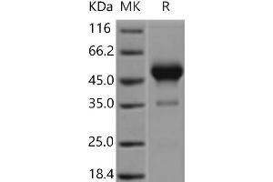 Western Blotting (WB) image for Interferon gamma (IFNG) (Active) protein (Fc Tag) (ABIN7196260)