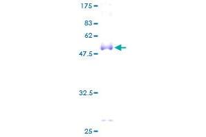 Image no. 1 for CD8a Molecule (CD8A) (AA 1-235) protein (GST tag) (ABIN1348725)