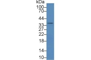 Western Blot; Sample: Mouse Liver lysate; Primary Ab: 2µg/mL Rabbit Anti-Rat IKBIP Antibody Second Ab: 0.