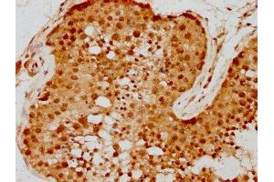 IHC image of ABIN7168107 diluted at 1:300 and staining in paraffin-embedded human testis tissue performed on a Leica BondTM system. (RNASEH2A anticorps  (AA 201-299))
