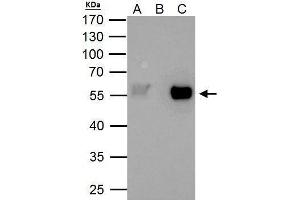 IP Image TAF7 antibody immunoprecipitates TAF7 protein in IP experiments. (TAF7 anticorps  (Center))