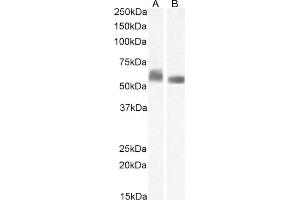 (ABIN7505830) (1 μg/mL) staining of K562 (A) and (0. (STAM anticorps)