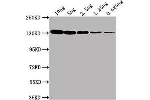 Western Blot Positive WB detected in Recombinant protein (10 ng, 5 ng, 2. (LacZ anticorps)