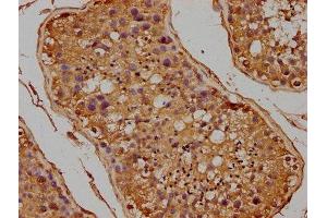 IHC image of ABIN7152998 diluted at 1:100 and staining in paraffin-embedded human testis tissue performed on a Leica BondTM system. (FLCN anticorps  (AA 291-579))