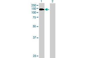 Western Blot analysis of BUB1 expression in transfected 293T cell line by BUB1 MaxPab polyclonal antibody.
