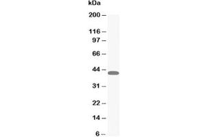 Western blot testing of MAPK1/3 antibody and HeLa cell lysate