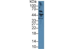 Western Blot; Sample: Human Hela cell lysate; Primary Ab: 2µg/ml Mouse Anti-Human KRT17 Antibody Second Ab: 0.