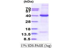 SDS-PAGE (SDS) image for Eukaryotic Translation Initiation Factor 3, Subunit I (EIF3I) (AA 1-325) protein (His tag) (ABIN5853326) (EIF3I Protein (AA 1-325) (His tag))