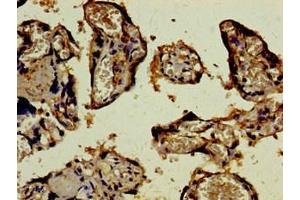 Immunohistochemistry of paraffin-embedded human placenta tissue using ABIN7166401 at dilution of 1:100