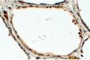 AP23774PU-N DUOX1 antibody staining of paraffin embedded Human Thyroid Gland at 4 µg/ml. (DUOX1 anticorps  (Internal Region))