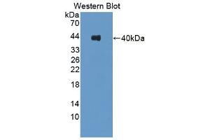 Detection of Recombinant KNS2, Human using Polyclonal Antibody to Kinesin Light Chain 1 (KLC1) (KLC1 anticorps  (AA 1-254))