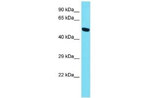 Host: Rabbit Target Name: PRSS56 Sample Type: HepG2 Whole Cell lysates Antibody Dilution: 1. (PRSS56 anticorps  (N-Term))