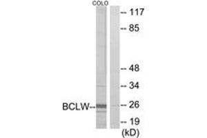 Western blot analysis of extracts from COLO cells, using BCLW Antibody. (BCL2L2 anticorps  (AA 131-180))