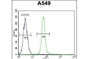 ZMYND10 Antibody (C-term) (ABIN652018 and ABIN2840499) flow cytometric analysis of A549 cells (right histogram) compared to a negative control cell (left histogram).