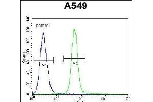 ZMYND10 Antibody (C-term) (ABIN652018 and ABIN2840499) flow cytometric analysis of A549 cells (right histogram) compared to a negative control cell (left histogram). (ZMYND10 anticorps  (C-Term))