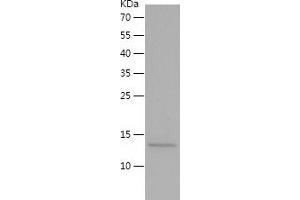 Western Blotting (WB) image for Platelet Derived Growth Factor Subunit B (PDGFB) (AA 82-190) (Active) protein (His tag) (ABIN7124479)