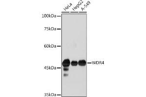 Western blot analysis of extracts of various cell lines, using WDR4 Rabbit mAb (ABIN7271355) at 1:1000 dilution. (WDR4 anticorps)