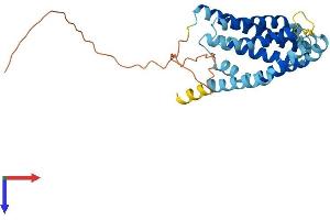 AlphaFold protein structure predicition of Human Recombinant HACD1 Protein, UniprotID B0YJ81