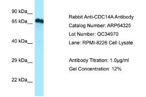 Western Blotting (WB) image for anti-CDC14 Cell Division Cycle 14 Homolog A (CDC14A) (C-Term) antibody (ABIN2789804) (CDC14A anticorps  (C-Term))