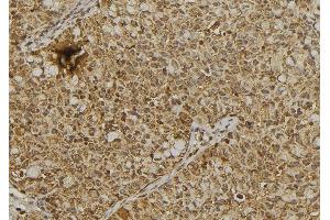 ABIN6273347 at 1/100 staining Human pancreas tissue by IHC-P.