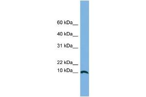 WB Suggested Anti-STRA13 Antibody Titration: 0. (STRA13 anticorps  (Middle Region))
