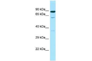 Western Blotting (WB) image for anti-Spermine Oxidase (SMOX) (C-Term) antibody (ABIN2790310) (SMOX anticorps  (C-Term))