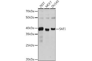 Western blot analysis of extracts of various cell lines, using S Rabbit mAb (ABIN7270633) at 1:1000 dilution. (SAE1 anticorps)