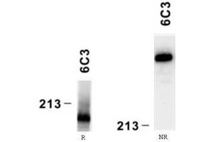 Reactivity of laminin alpha4 chain specific monoclonal antibody 6C3 on human platelet lysate by Western blotting (reducing, R and nonreducing, NR conditions). (LAMa4 anticorps)