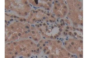 Detection of UBE1L in Human Kidney Tissue using Polyclonal Antibody to Ubiquitin Activating Enzyme E1 Like Protein (UBE1L) (UBA7 anticorps  (AA 429-488))