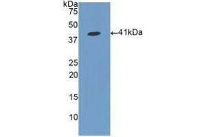 Detection of Recombinant FGL1, Human using Polyclonal Antibody to Fibrinogen Like Protein 1 (FGL1) (FGL1 anticorps  (AA 23-312))