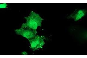 Anti-HSPBP1 mouse monoclonal antibody (ABIN2454876) immunofluorescent staining of COS7 cells transiently transfected by pCMV6-ENTRY HSPBP1 (RC201814). (HSPBP1 anticorps)