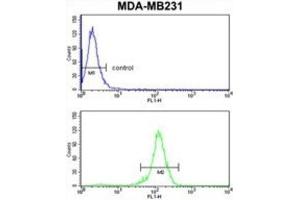 Flow Cytometry (FACS) image for anti-Retinoblastoma Binding Protein 7 (RBBP7) antibody (ABIN3003931)