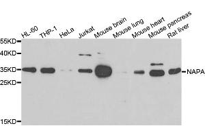 Western blot analysis of extracts of various cell lines, using NAPA antibody (ABIN5975676) at 1/500 dilution. (NAPA anticorps)
