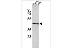 Western blot analysis of TUFM Antibody (N-term) (ABIN389459 and ABIN2839526) in Ramos, Hela cell line lysates (35 μg/lane).