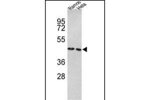 Western blot analysis of TUFM Antibody (N-term) (ABIN389459 and ABIN2839526) in Ramos, Hela cell line lysates (35 μg/lane). (TUFM anticorps  (N-Term))