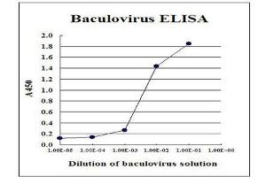 Sandwich ELISA for measurement of recombinant AcMNPV-based recombinant baculovirus. (Baculovirus Envelope gp64 anticorps)