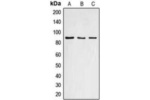 Western blot analysis of Cyclin F expression in HEK293T (A), mouse liver (B), rat liver (C) whole cell lysates.