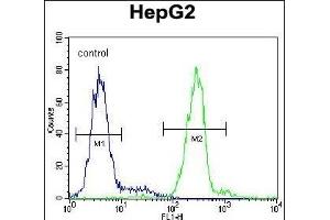 VDAC1 Antibody (N-term) (ABIN390563 and ABIN2840893) flow cytometric analysis of HepG2 cells (right histogram) compared to a negative control cell (left histogram). (VDAC1 anticorps  (N-Term))